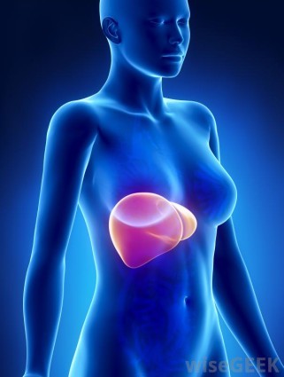 liver-in-female-body