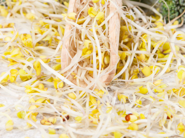 Fresh healthy nutritious broccoli sprouts as source natural vitamins and minerals